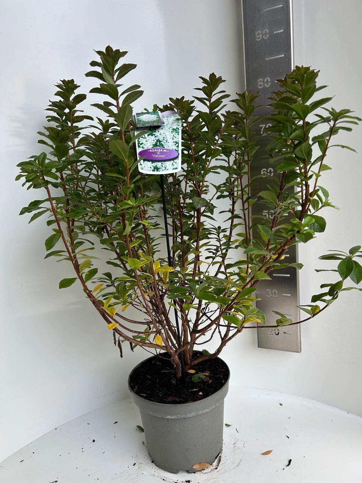 Rhododendron Moll. Viscosa | OZ Planten