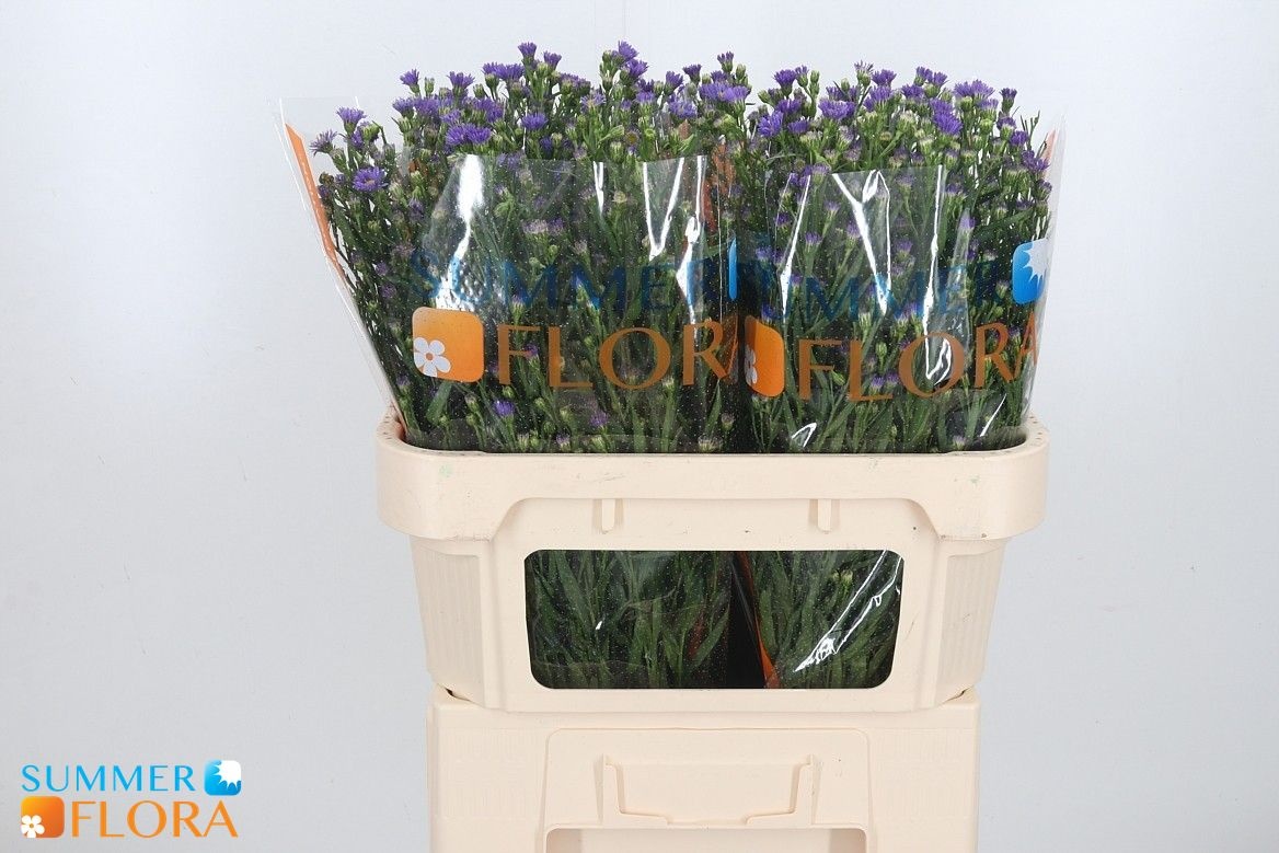 Aster Casamare 70cm 25gram