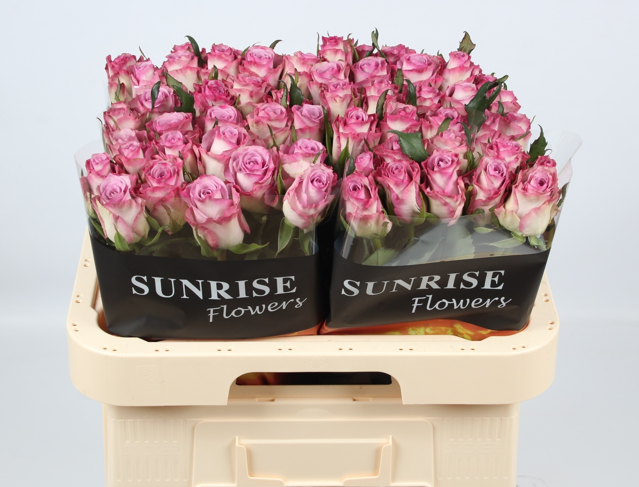 Rosa Thriller 60cm