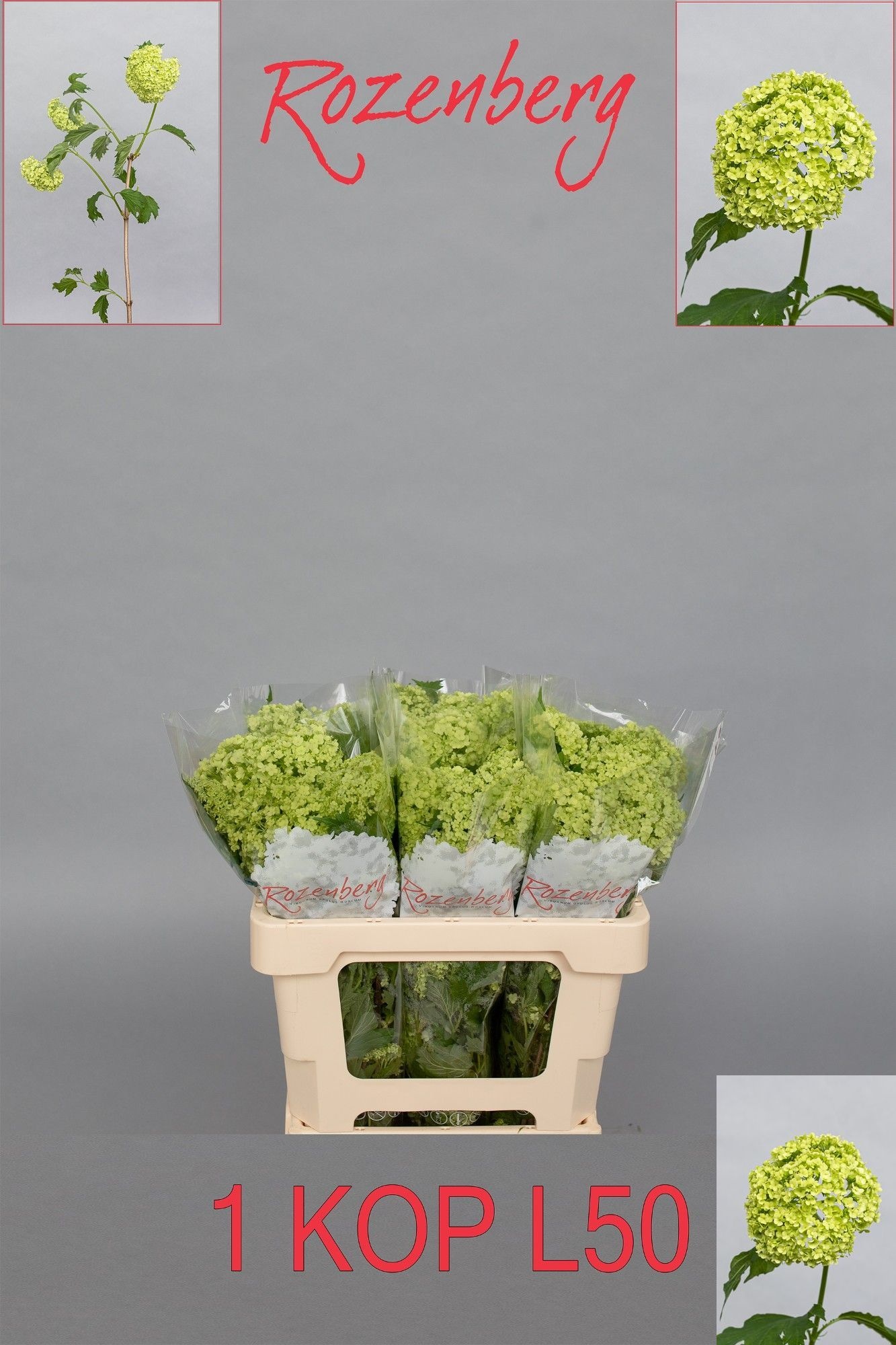 Viburnum Roseum 50cm 1