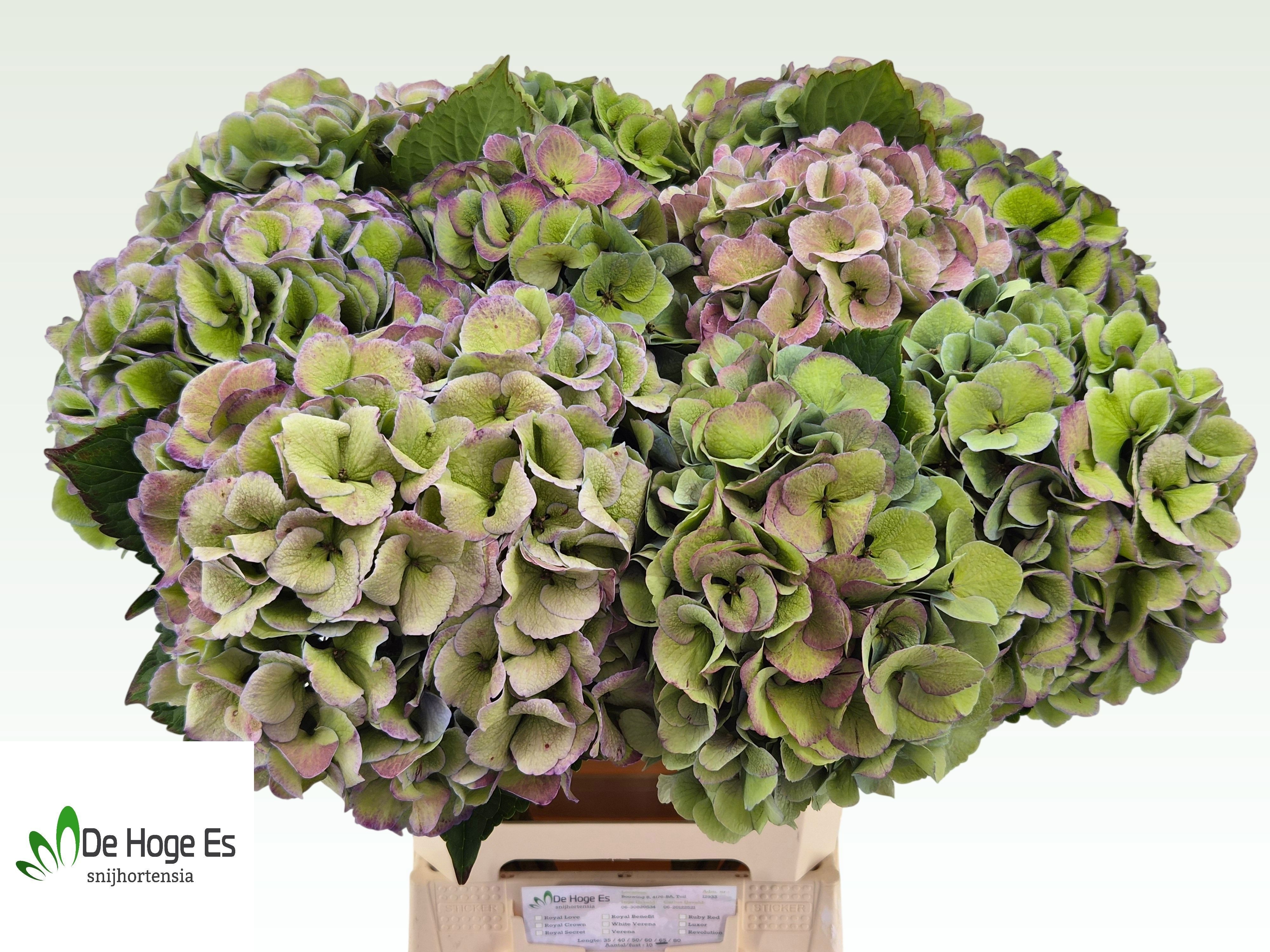 Hydrangea Royal Love Classic 60cm 22Ø