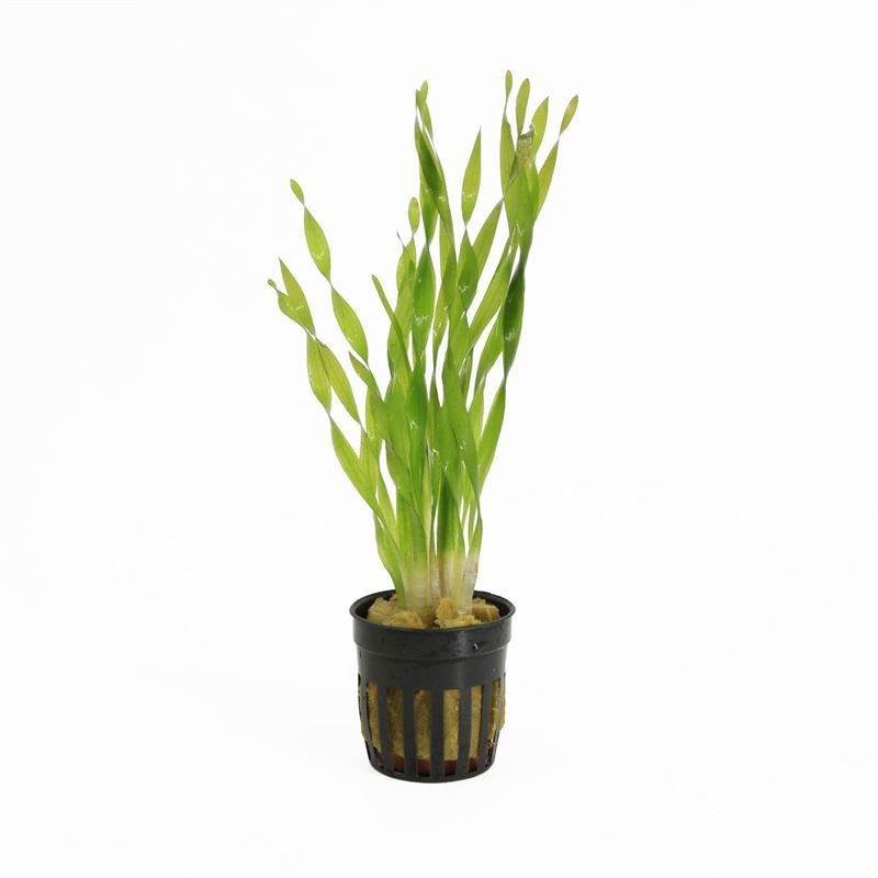 Vallisneria torta