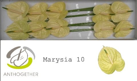 Anth A Marysia