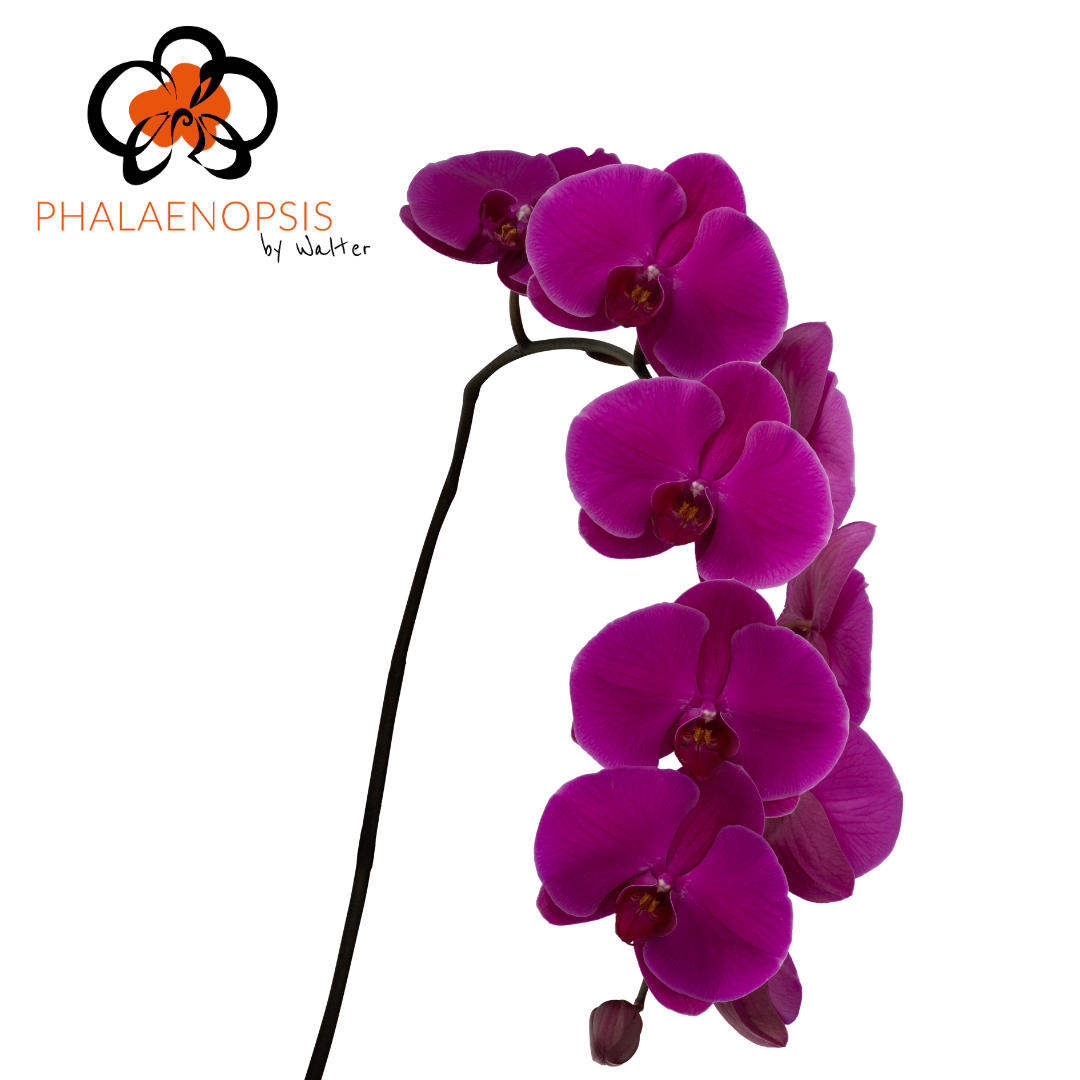 Phal T Purple Haze