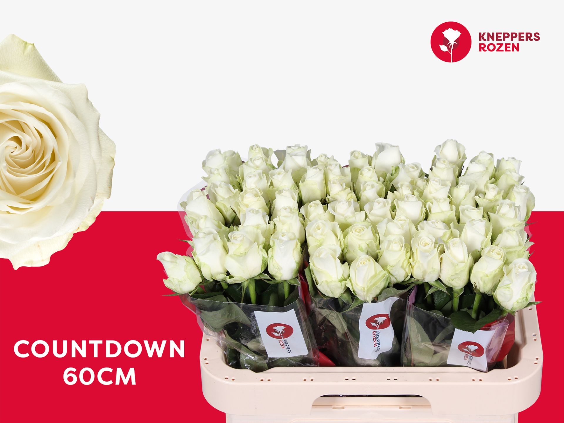 R Gr Countdown!