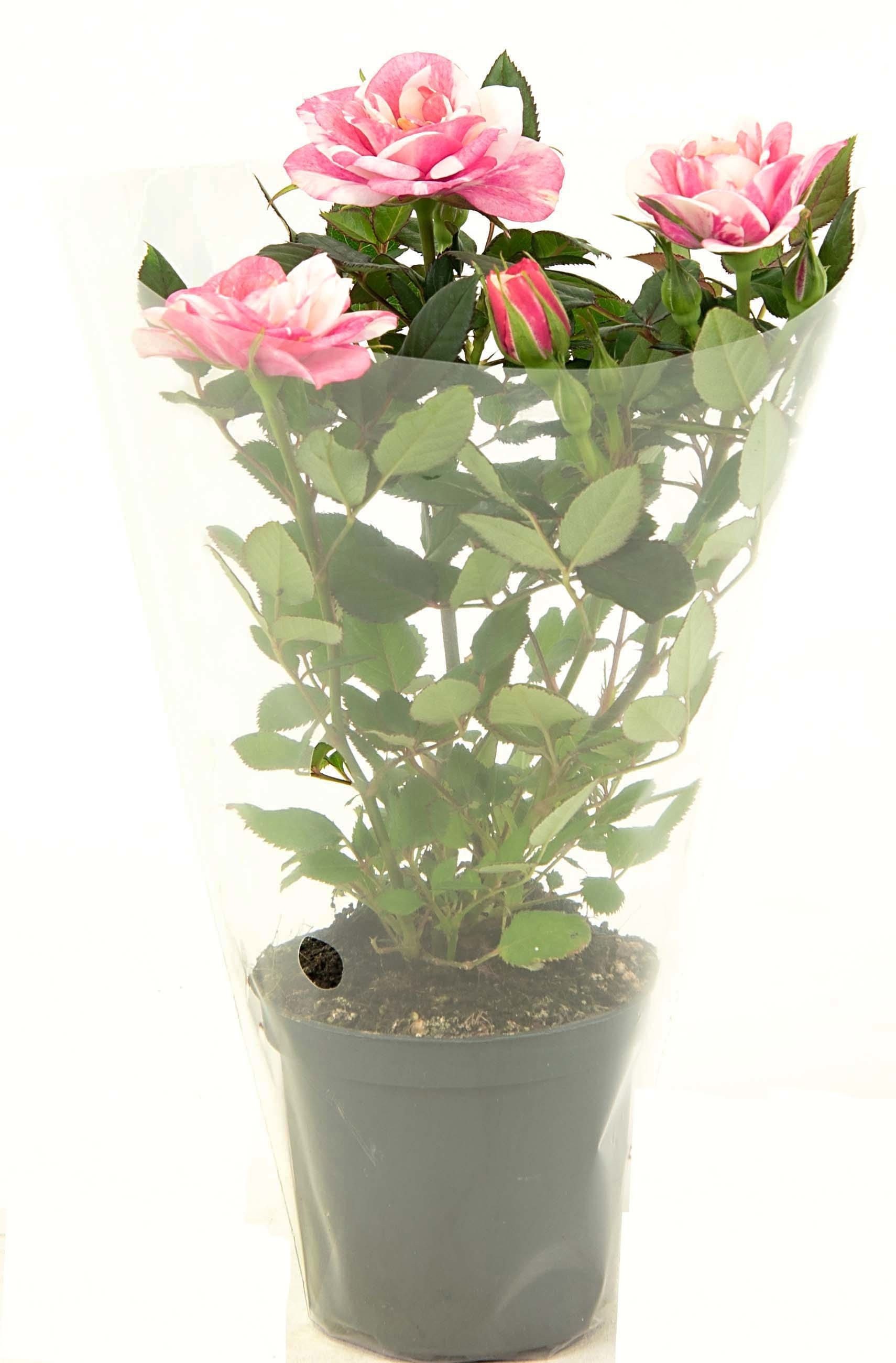 Nolina Roses Ø 7 Cm. Vieve Blanco Sleeve