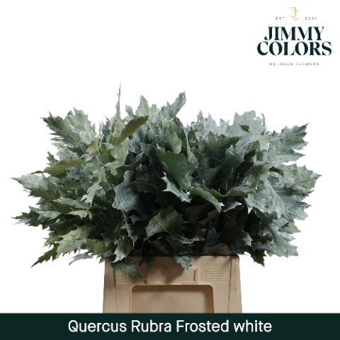 Quercus Rubra L60 Frosted Wit