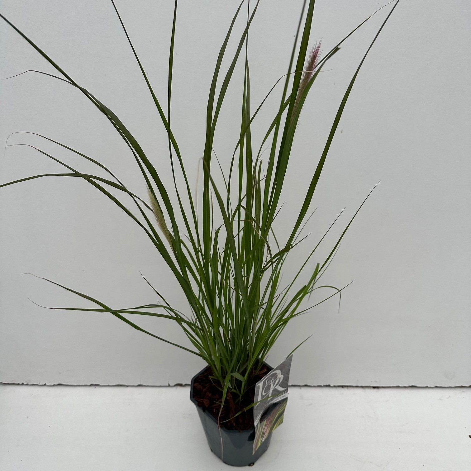 Picture of Pennisetum Viridescens P17 (2 Ltr) Square