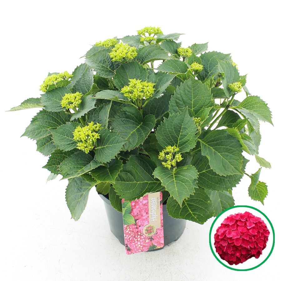 Picture of Hydrangea macrophylla red