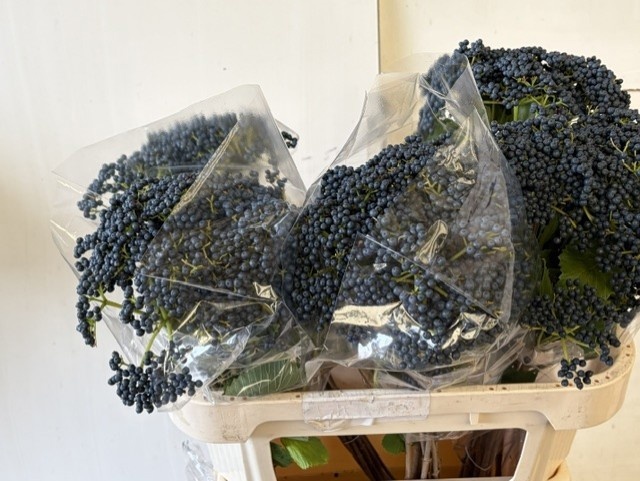 Viburnum De Inge(steelberry) 70cm