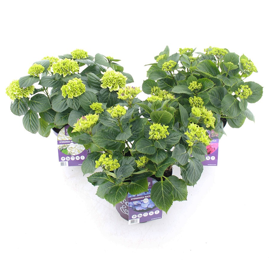 Picture of Hydrangea macr. Forever & Ever® in varieties