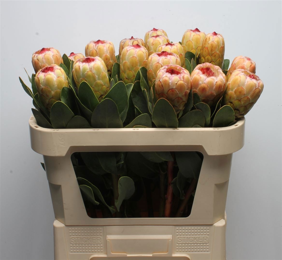 Protea Grandicolor 70cm