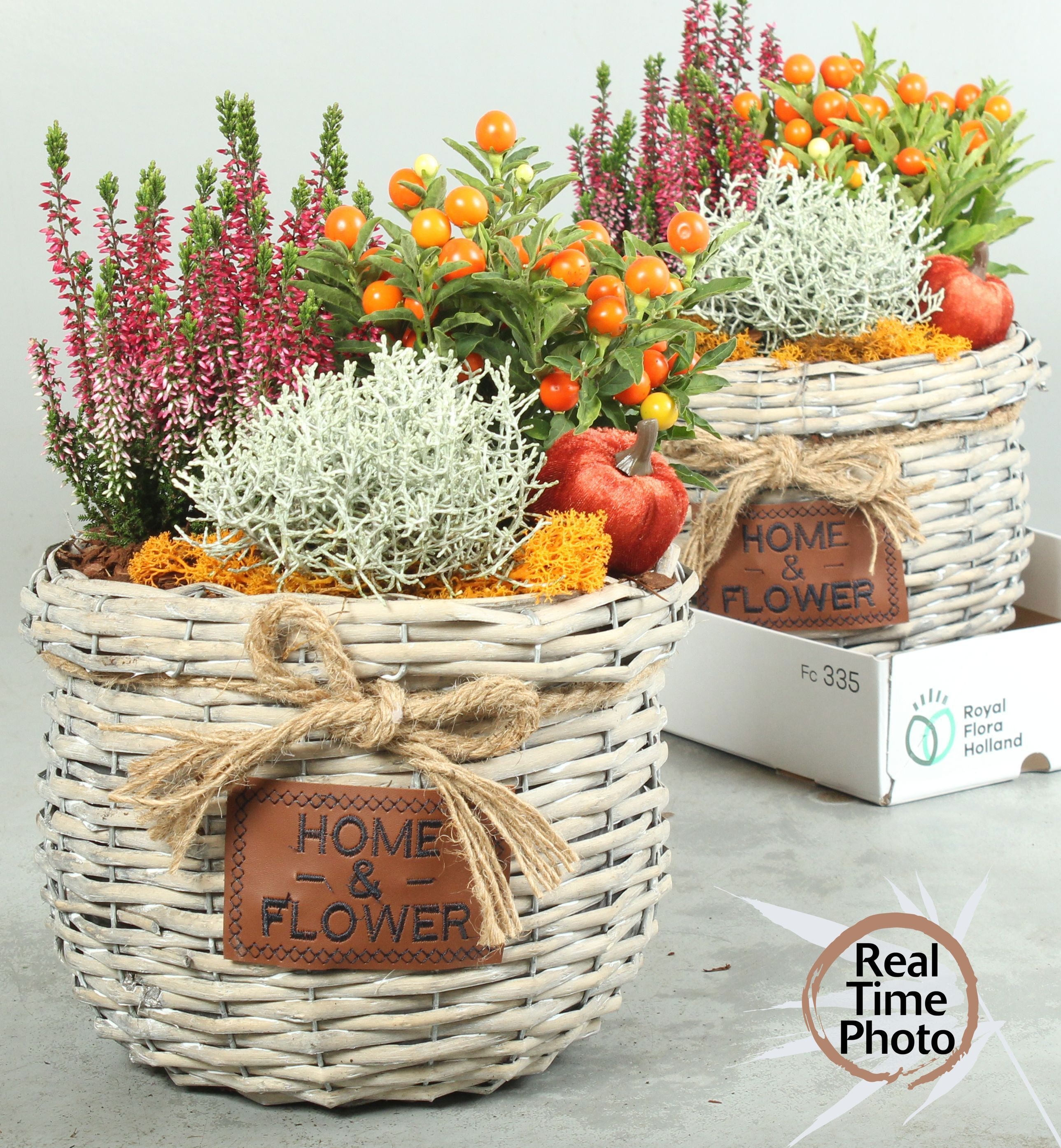 Arr Tuinplanten 25P 40cm