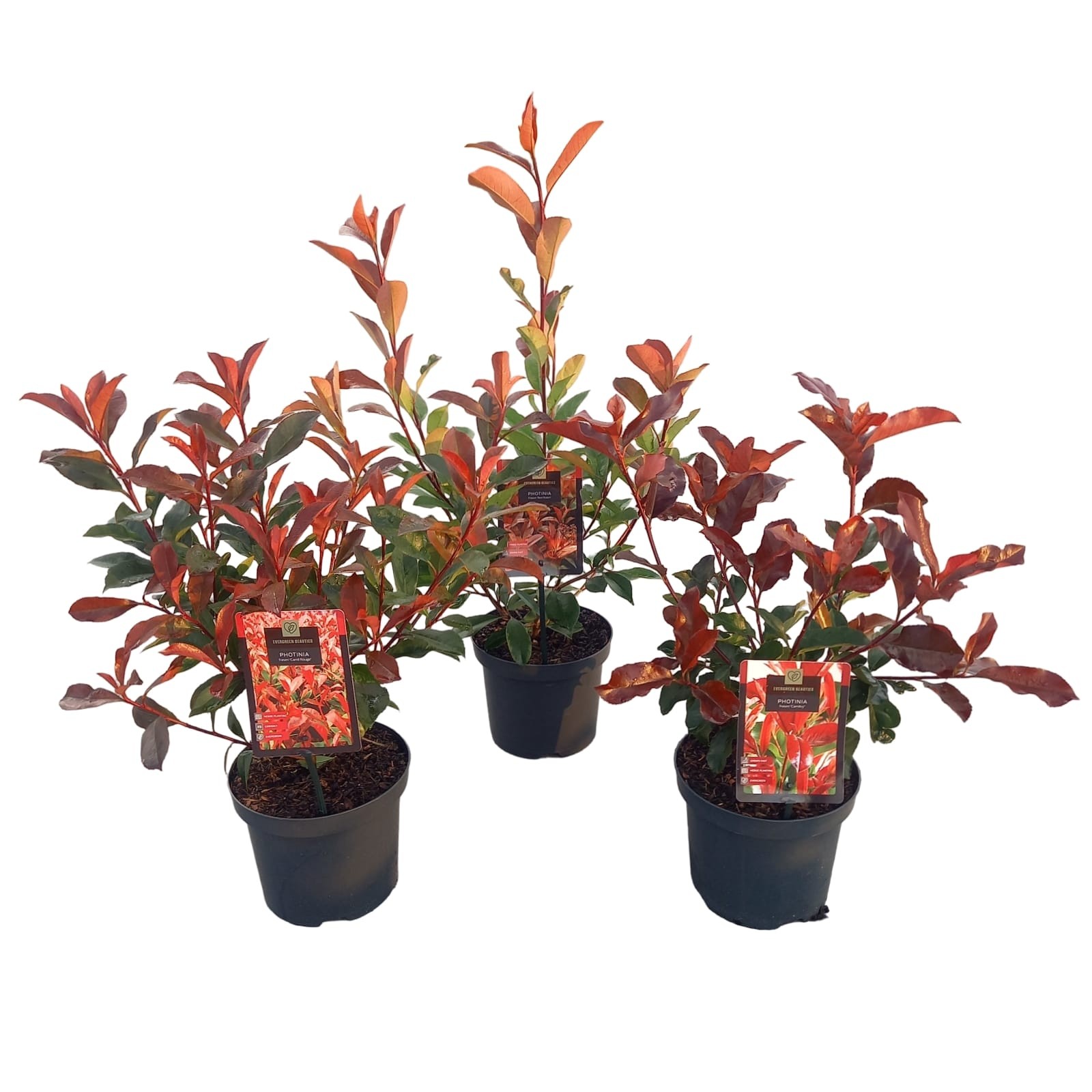 Photinia fras. Mix