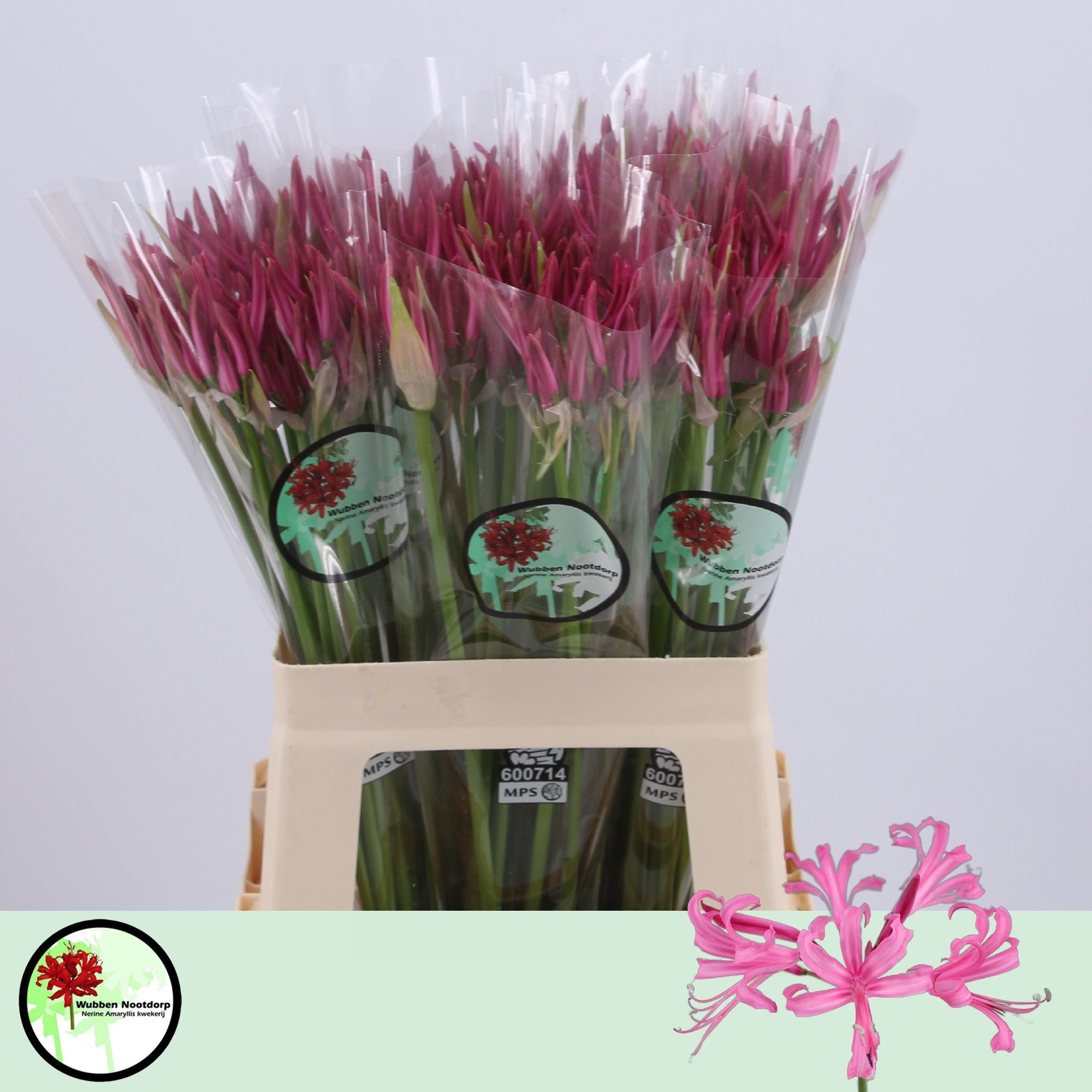 Nerine Favoriet 60cm