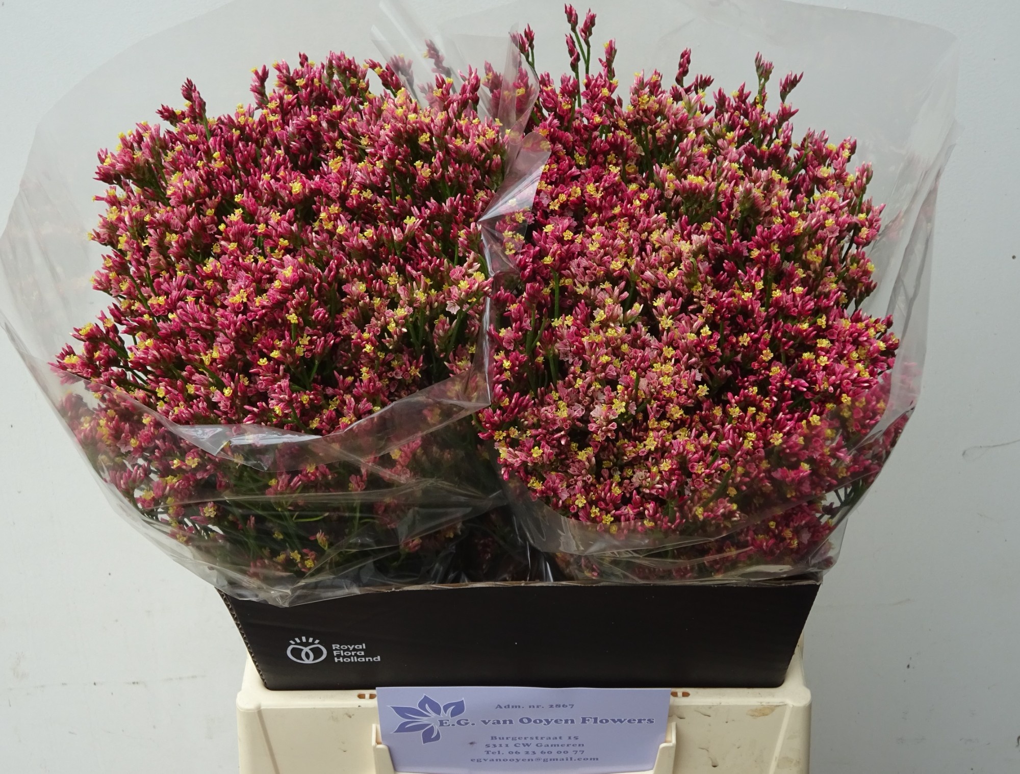 Limonium Max Diamond 45cm 18gram