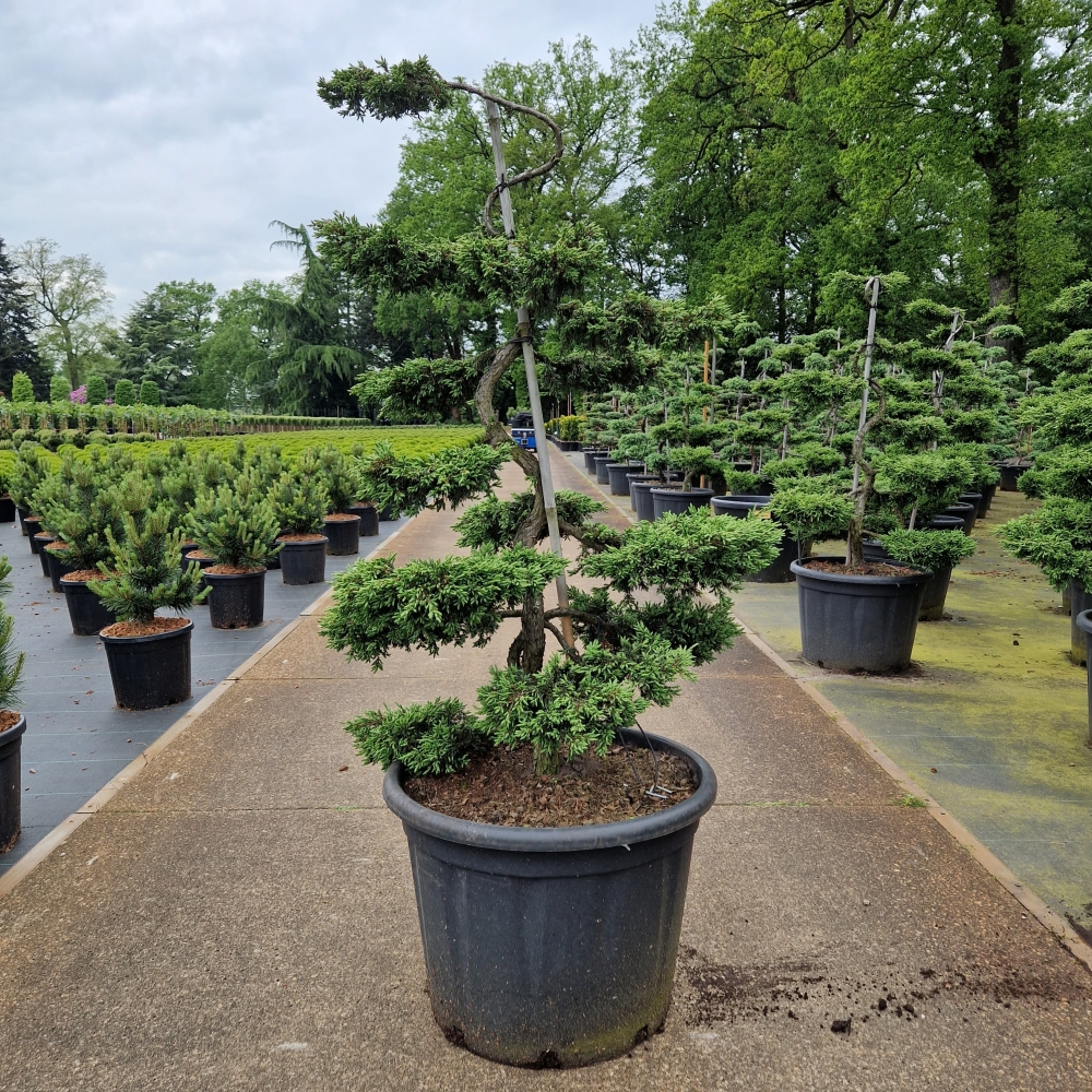 Picture of Juniperus comm. Repanda C65 BONSAI-120/130 (LOOSE)