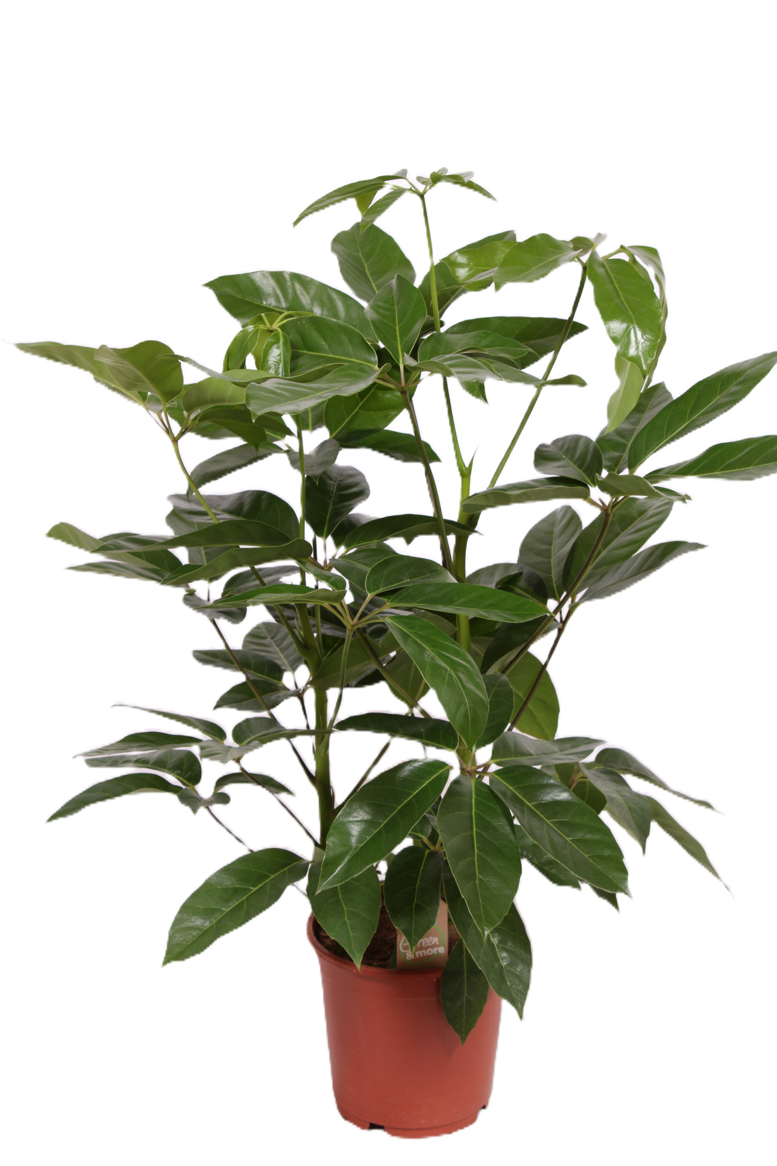 Schefflera actinophylla 'Amate'