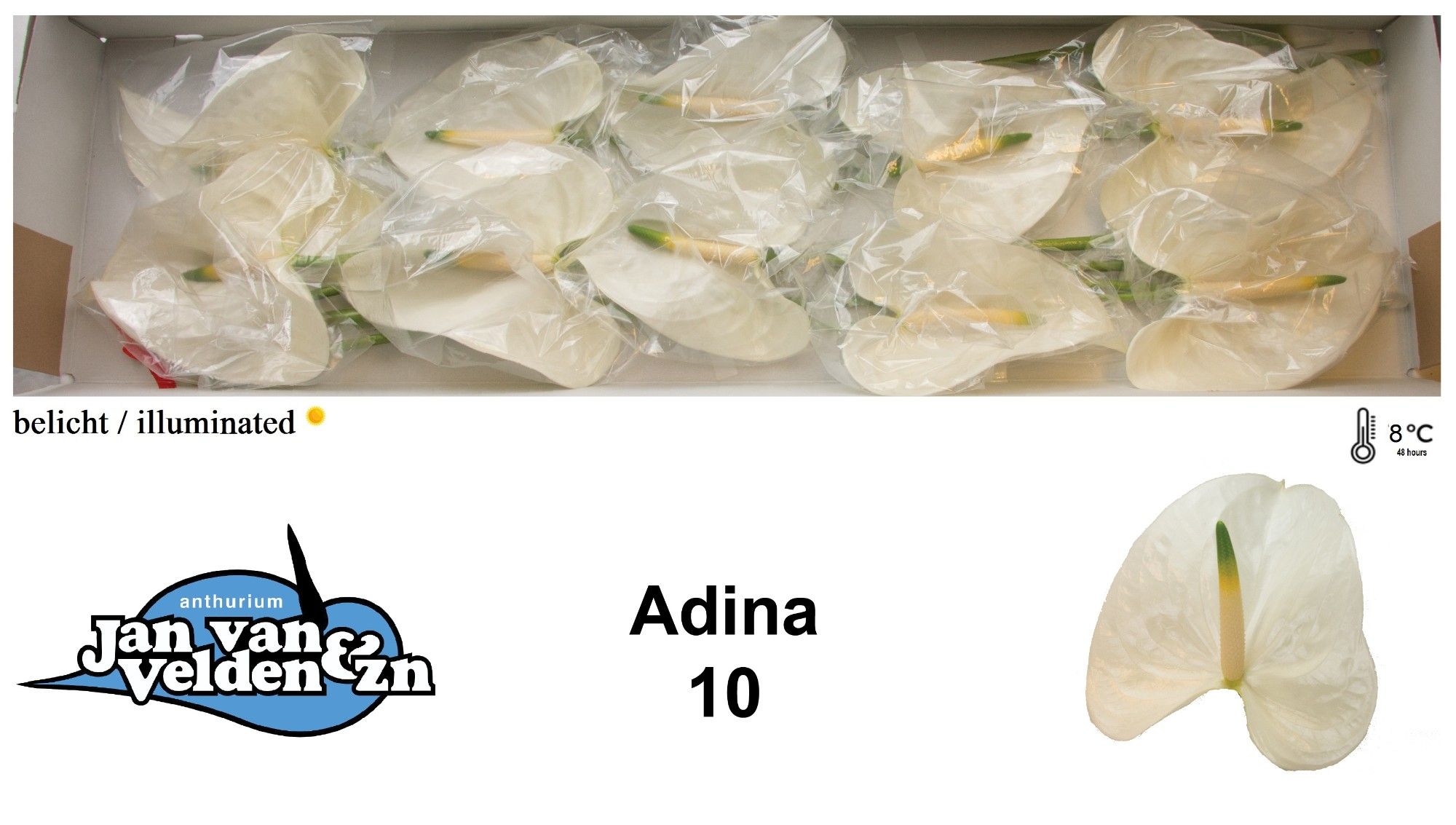 Anth A Adina
