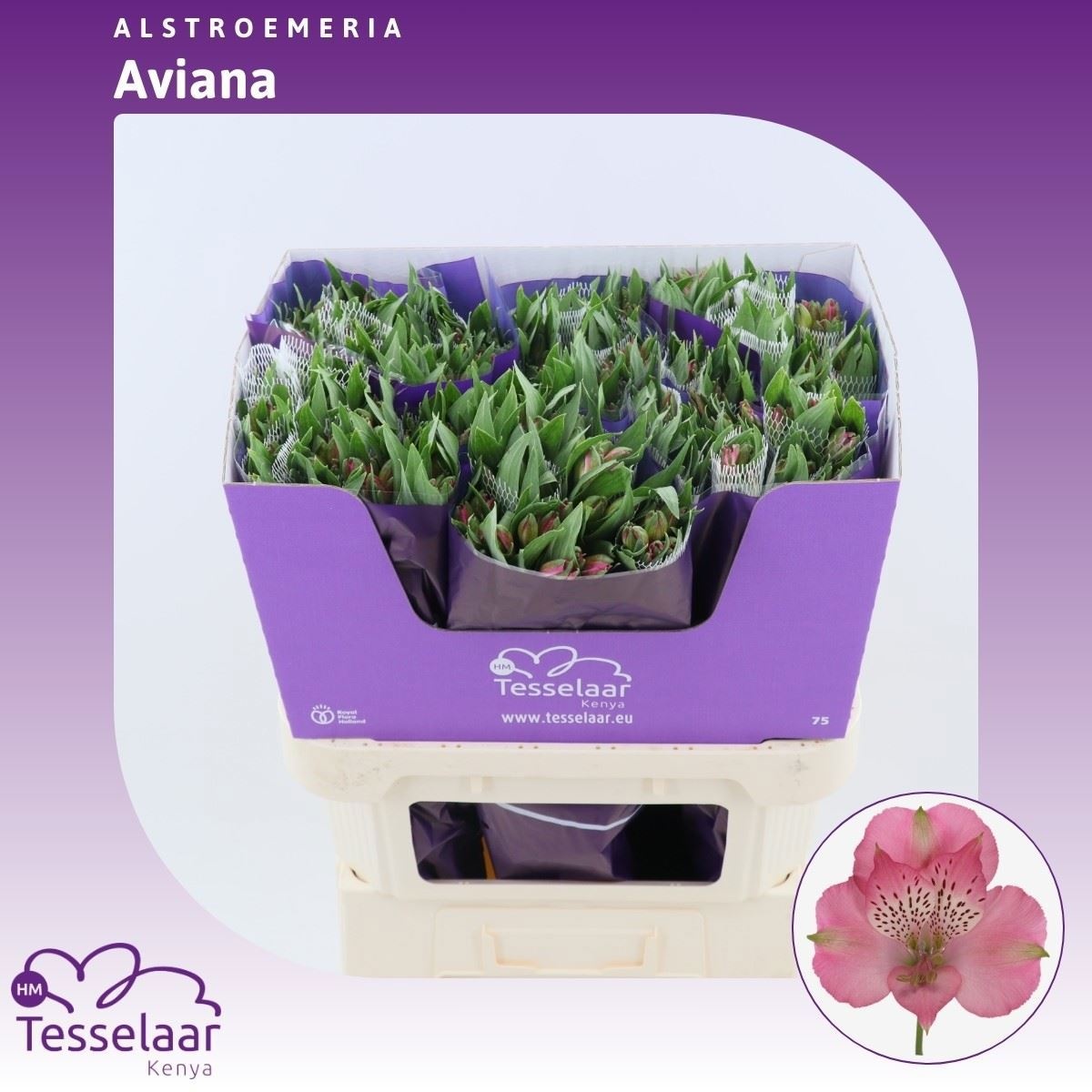 Alstr Avianna 70cm 90gram