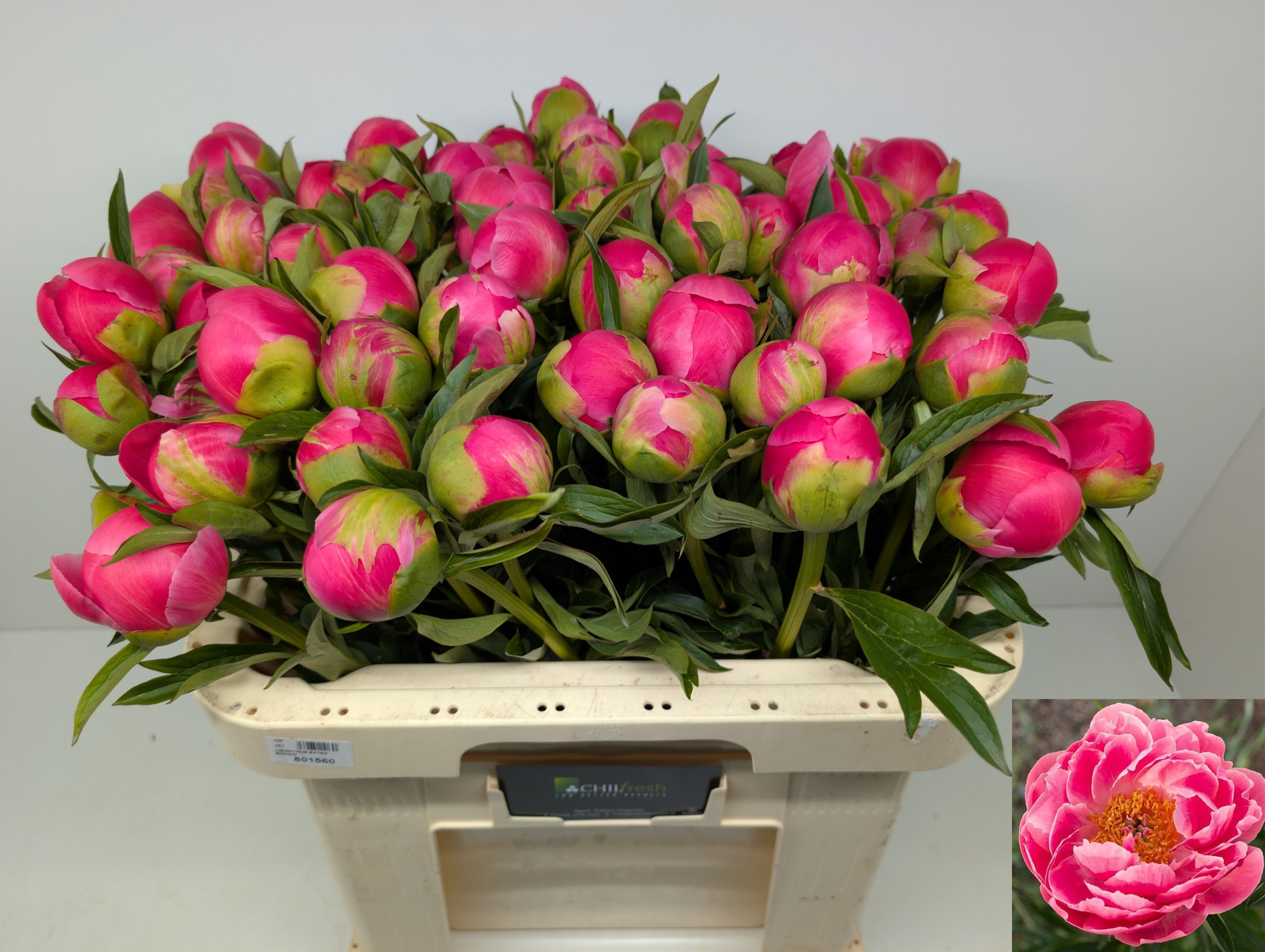 Paeonia Coral Charm 50cm