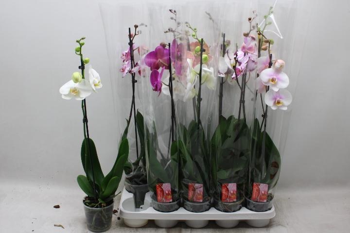 Phal Gem 12P 70H 1TAK 10bloem 23bloei