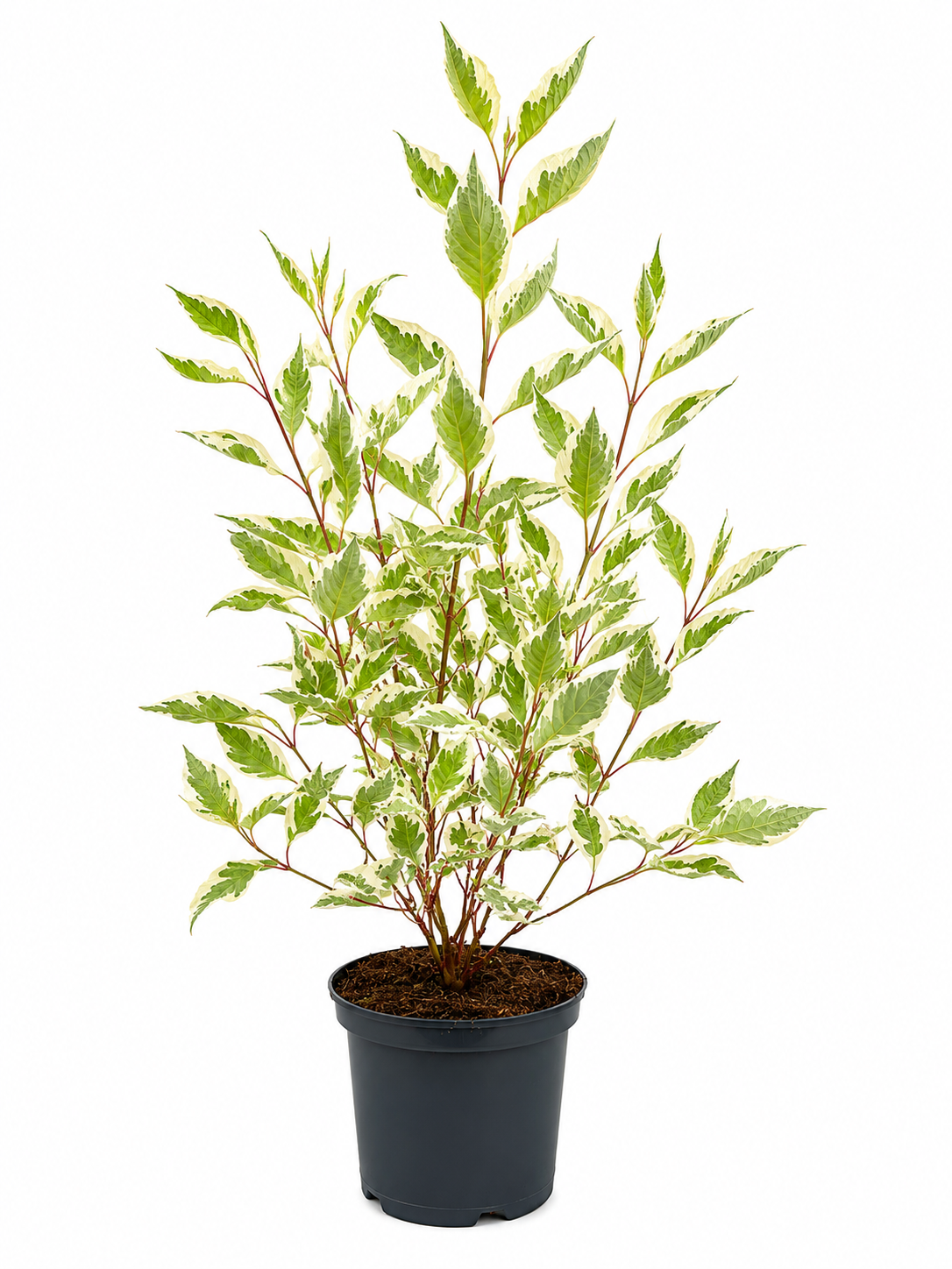 Cornus alba 'Elegantissima'