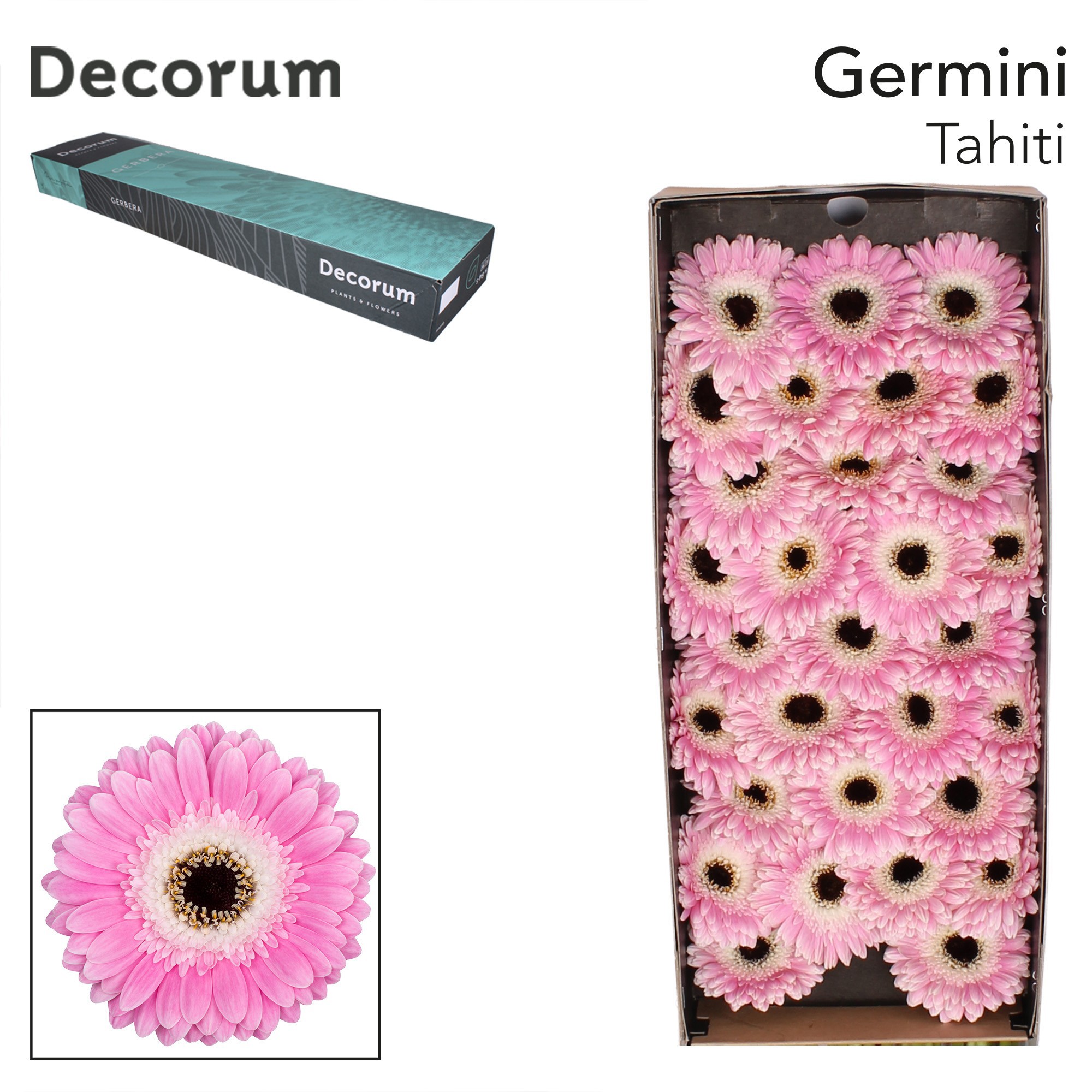 Germini Tahiti Doos