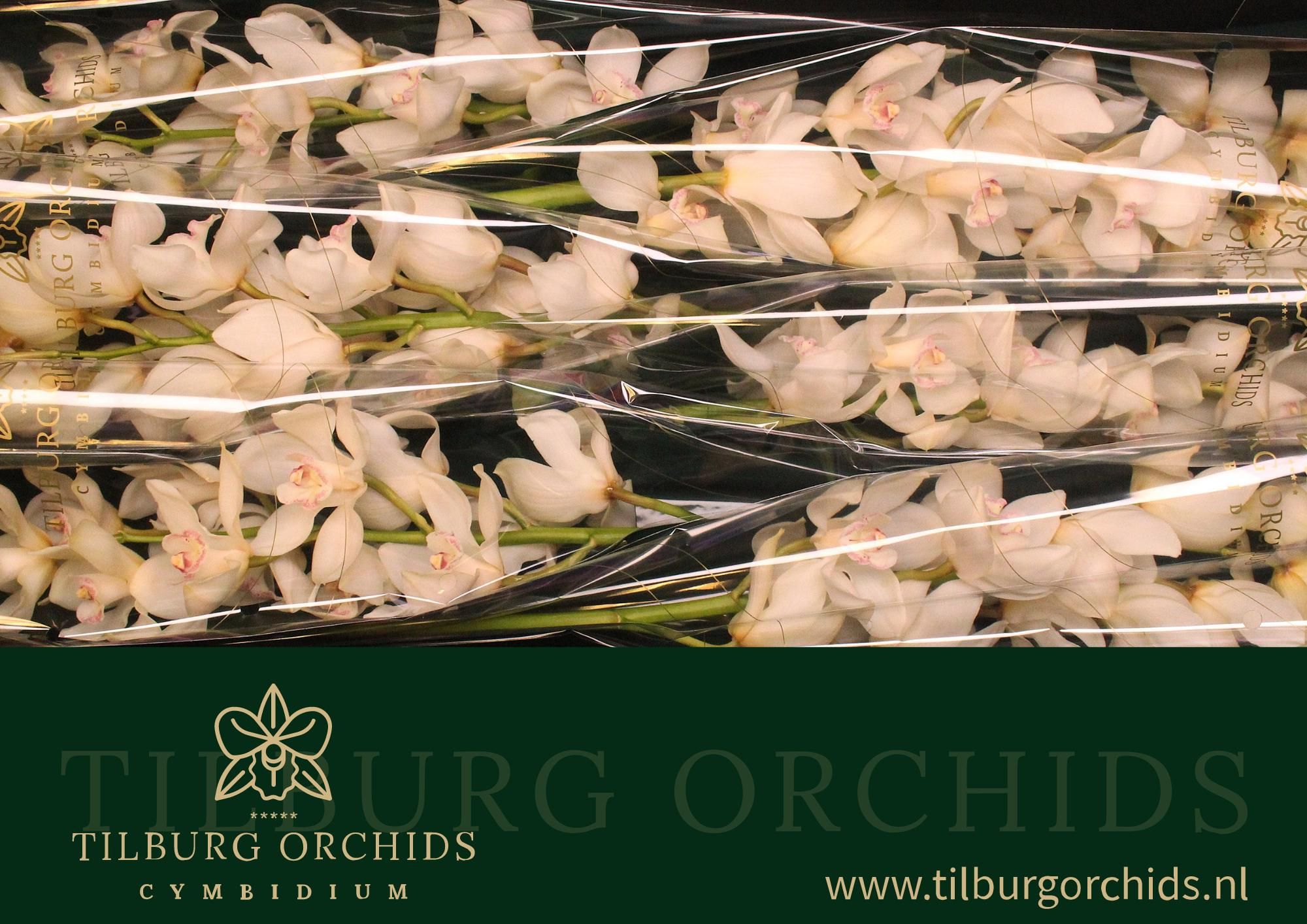 Cymbidium Antonella 12/15bl