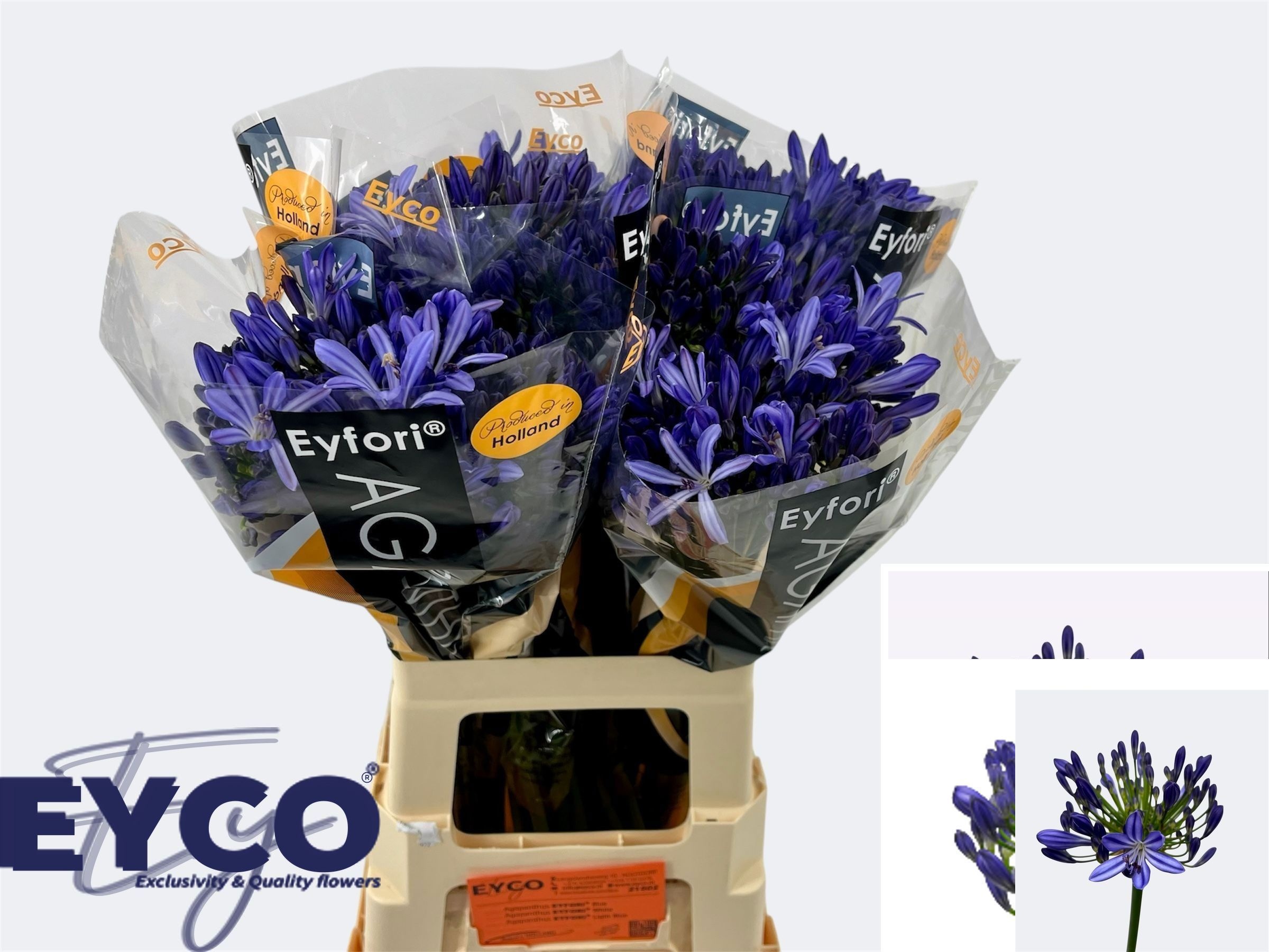 Agapanthus Atlantic Ocean 60cm