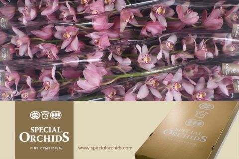 Cymbidium Cocktail 12/15bl