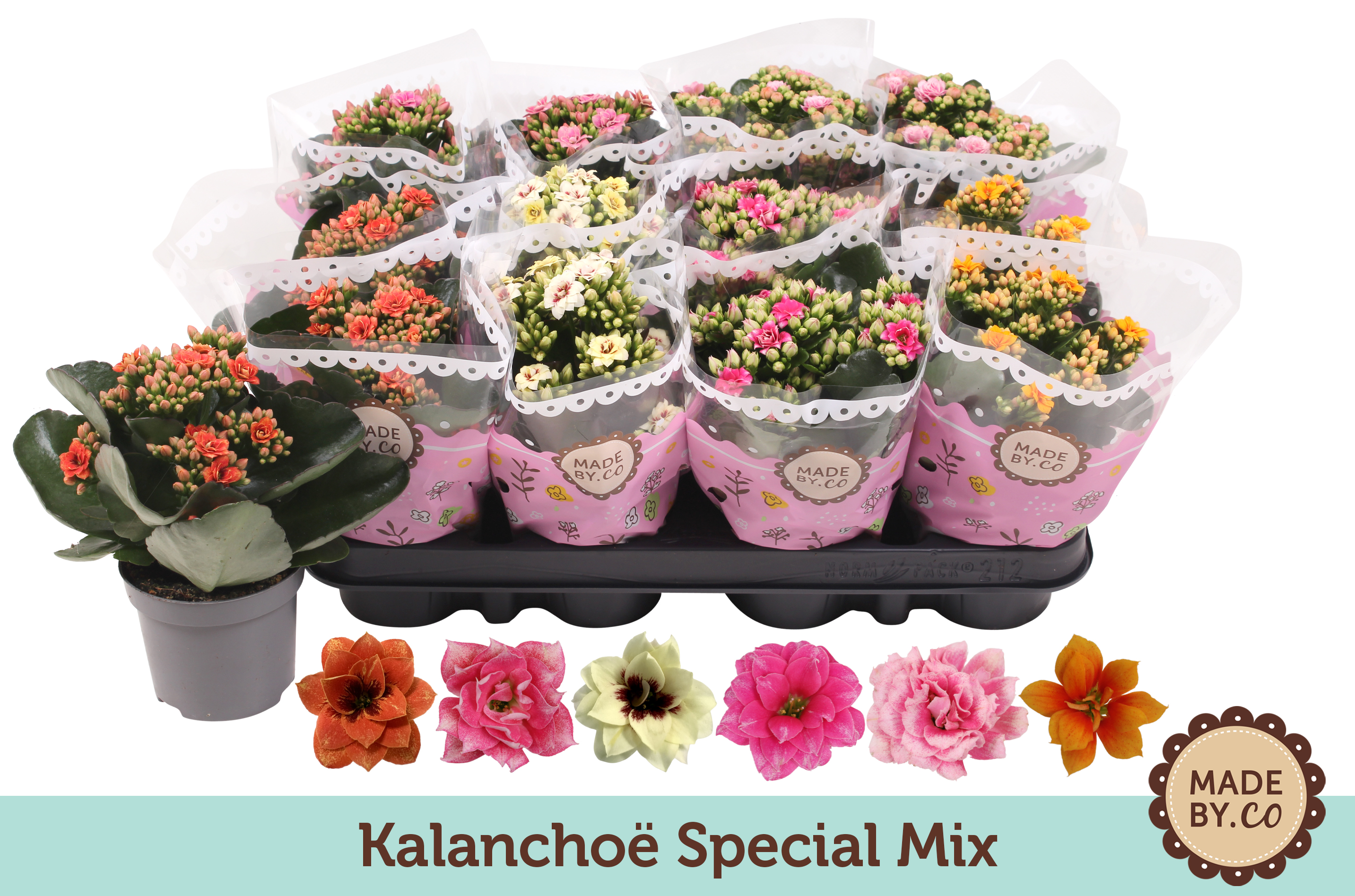 Picture of Kalanchoë Special Mix P9 19CM