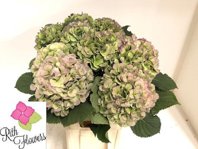 Hydrangea Verena Classic Blue 80cm 24Ø