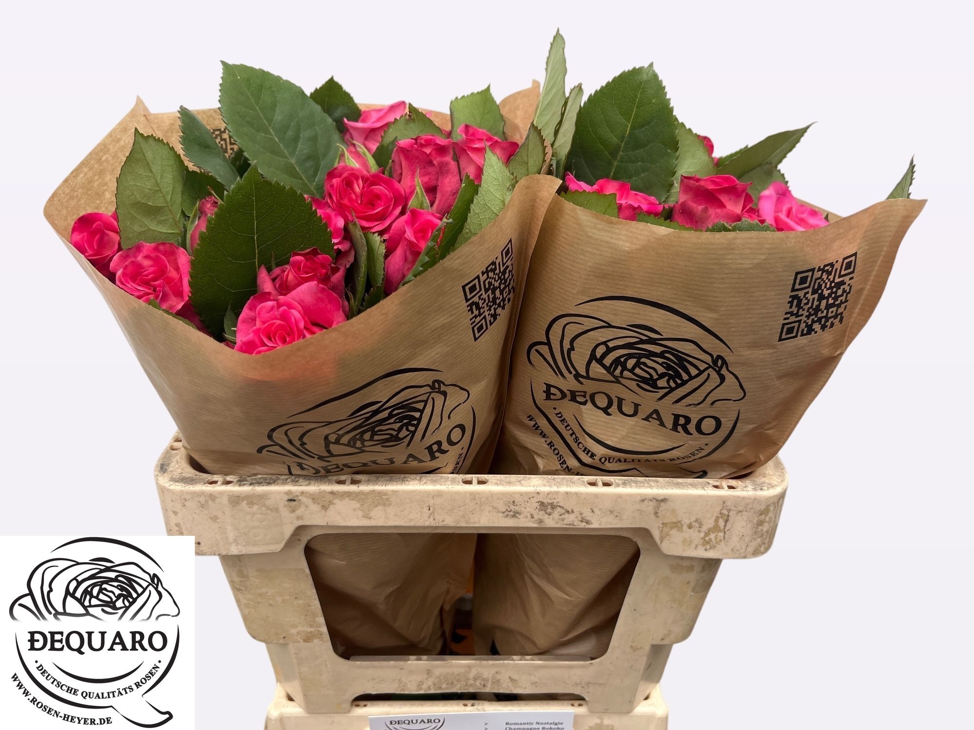 Rosa Spr Ashley 50cm