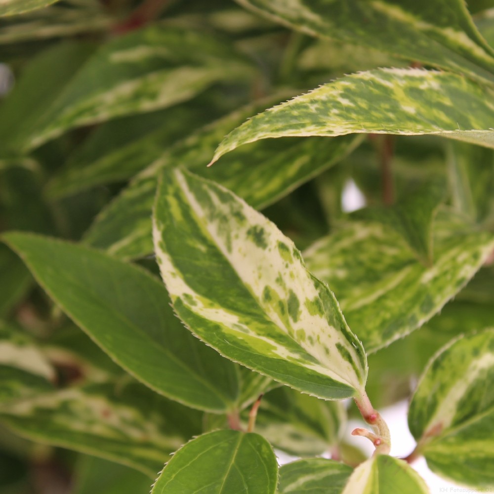 Picture of Leucothoe fontanesiana 'Makiejaz'