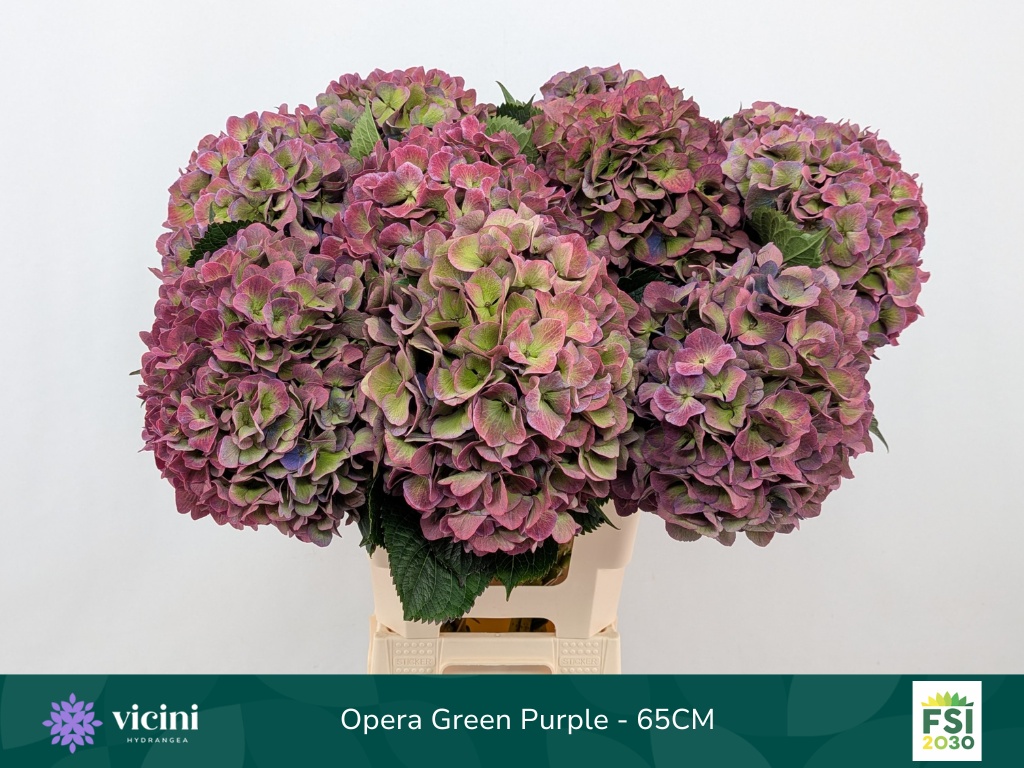 Hydrangea Royal Opera Classic 60cm 21Ø