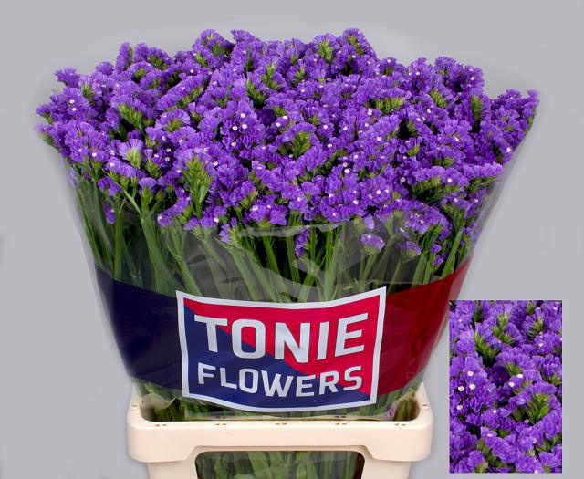 Limonium St Crystal Dark Blue 70cm 60gram