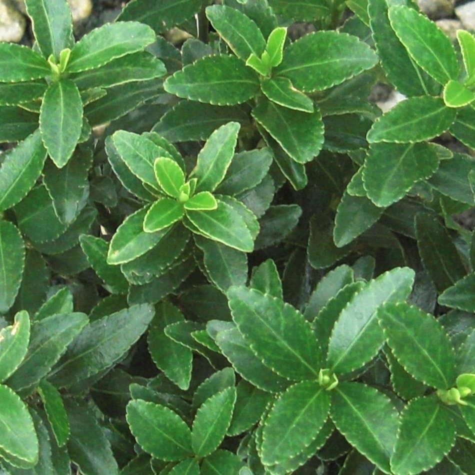 Picture of Euonymus jap. 'Microphyllus'