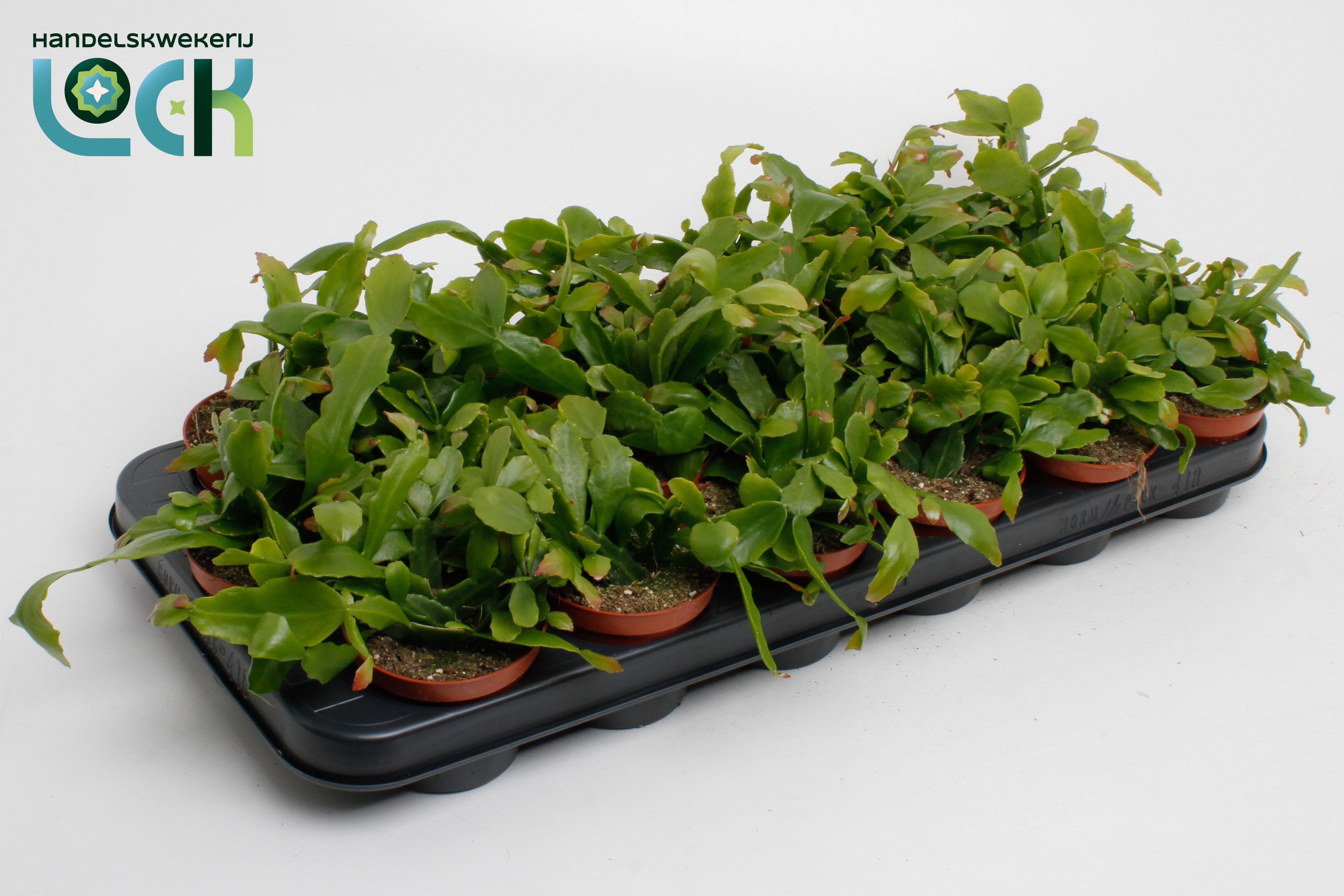 Rhipsalis Ov 508Ø 10cm