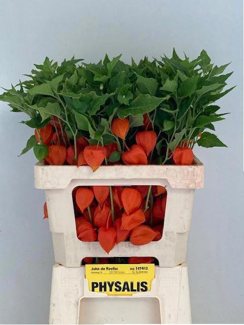 Physalis 60cm