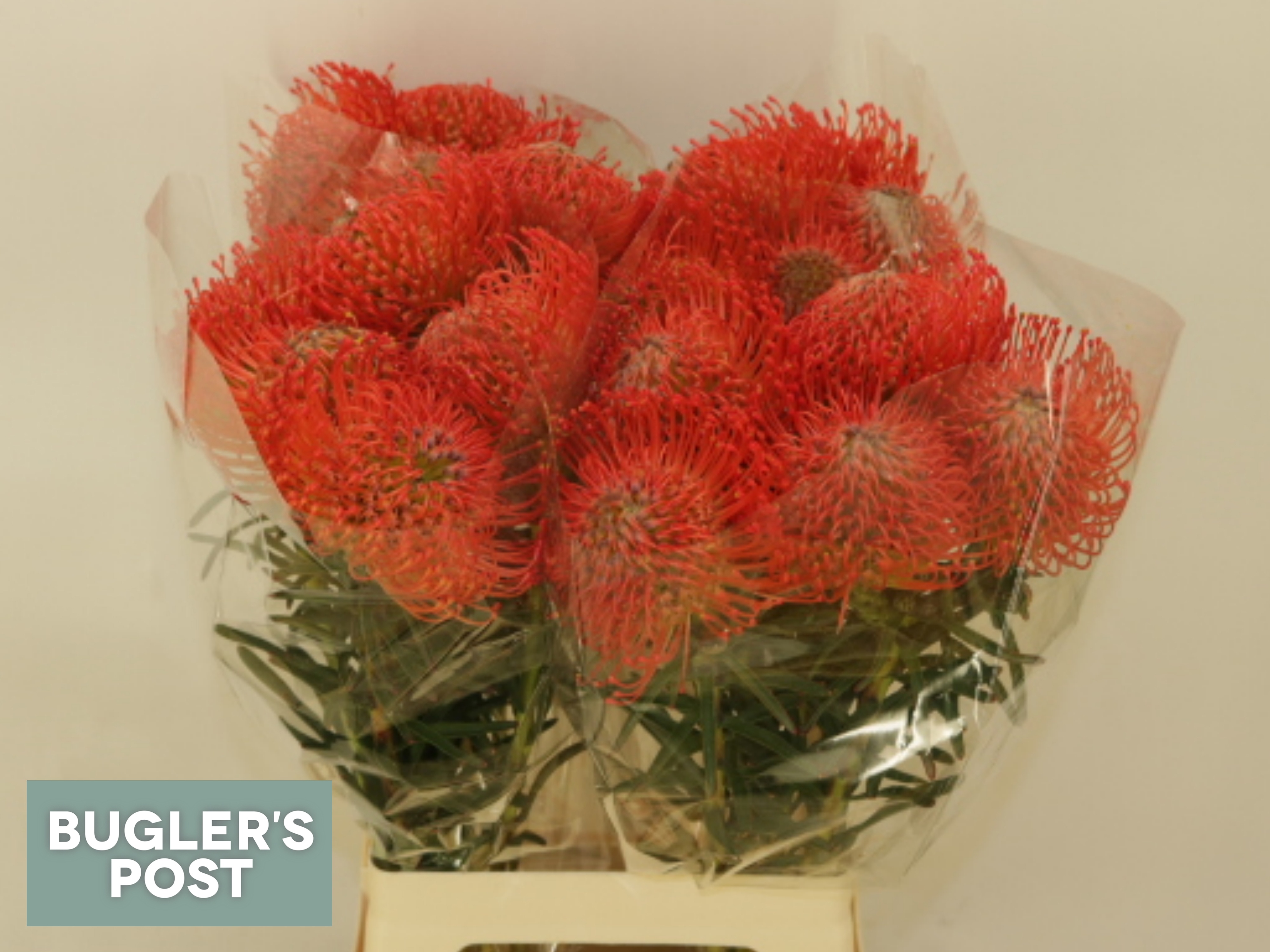 Leucospermum Succession 70cm