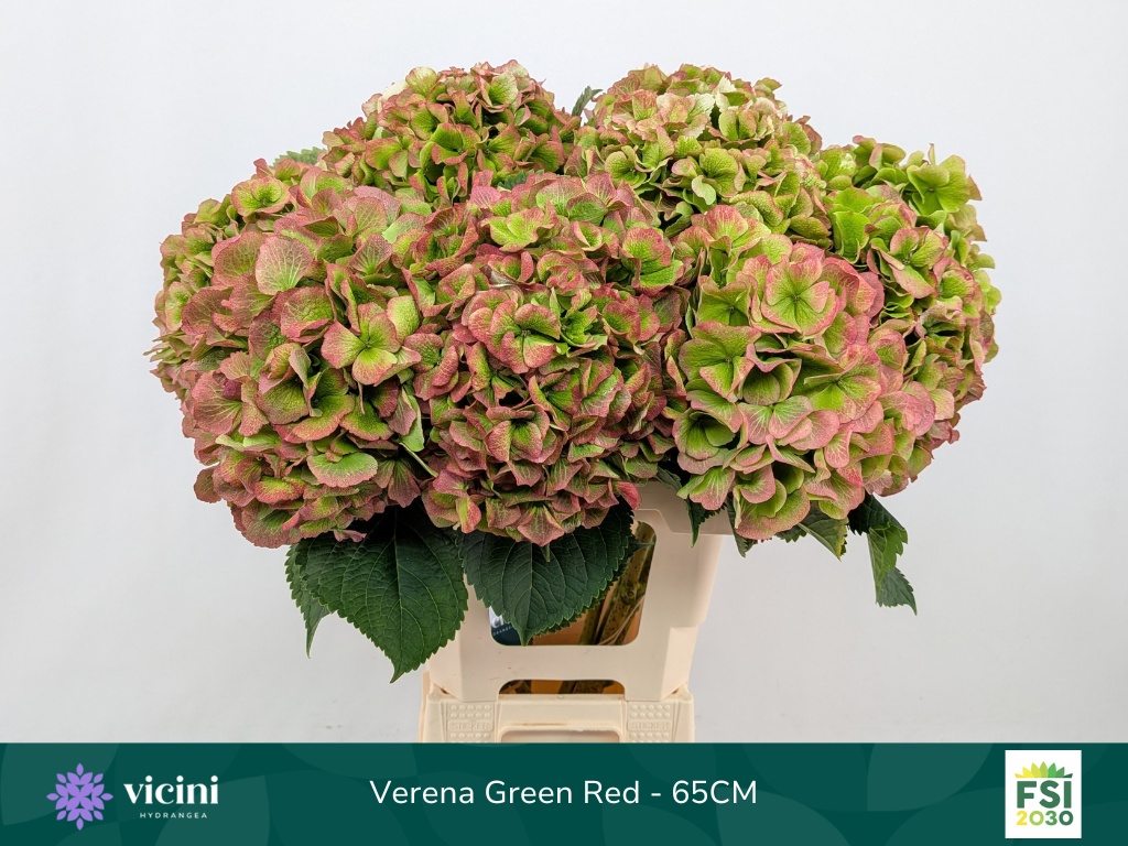 Hydrangea Verena Classic Pink 60cm 21Ø