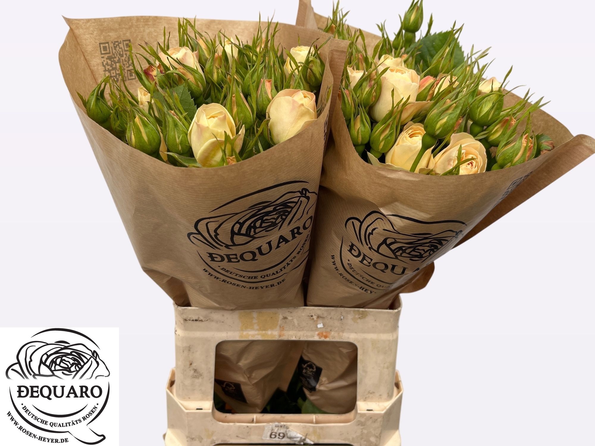 R Tr Champagn Rokoko 60cm