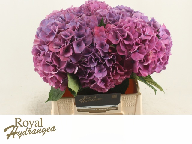Hydrangea Rodeo Purple 40cm 13Ø