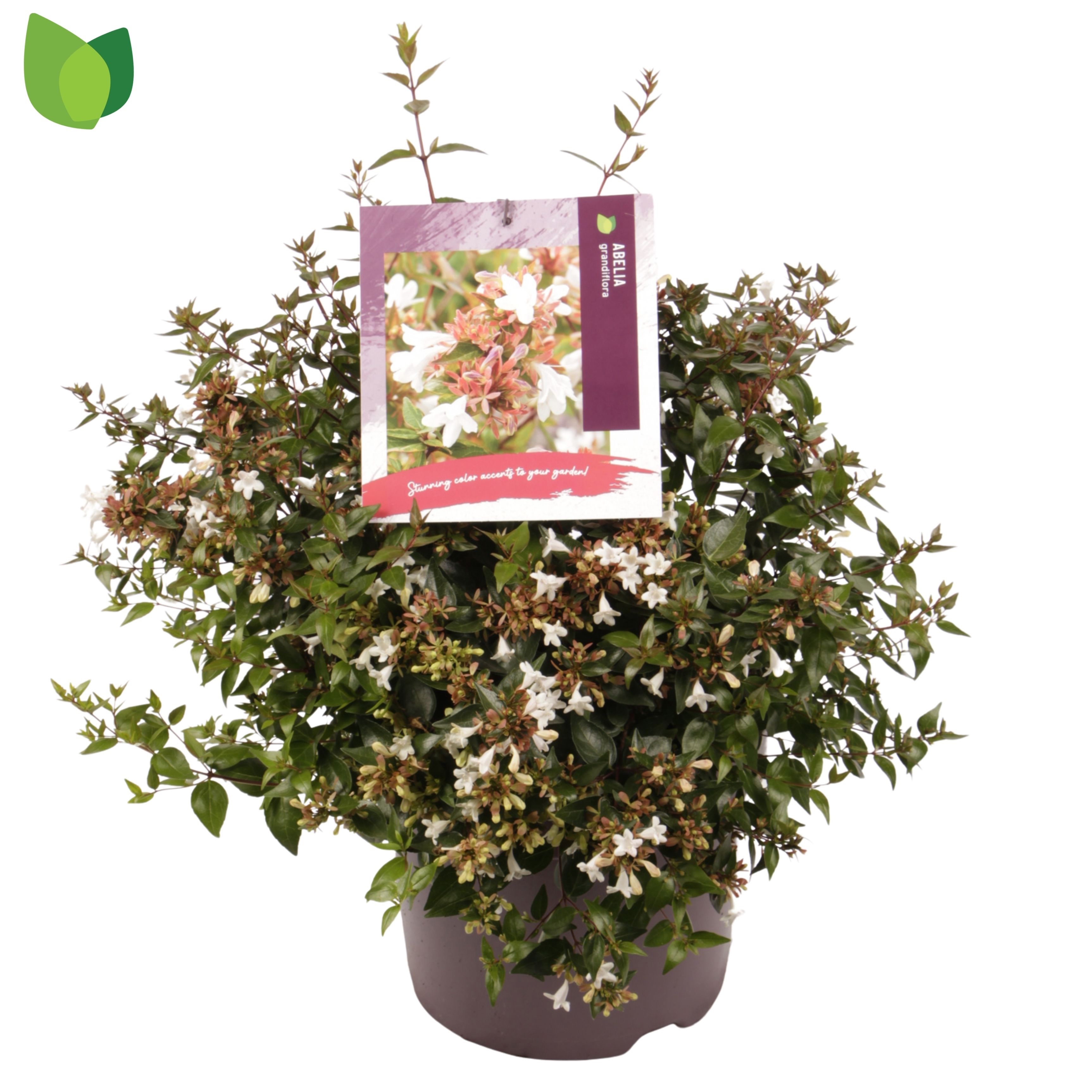 Abelia grandiflora