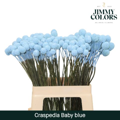 Craspedia L60 Light Blue