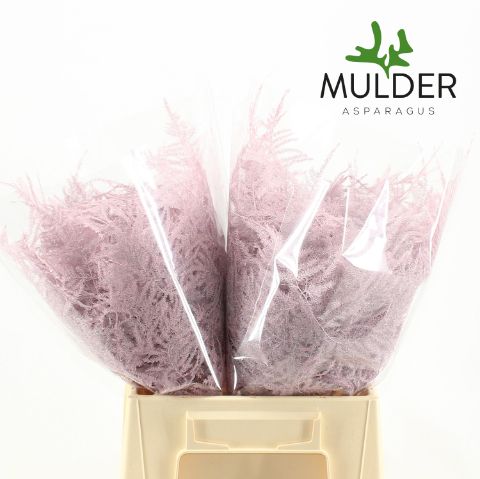 Asp S Klb H%