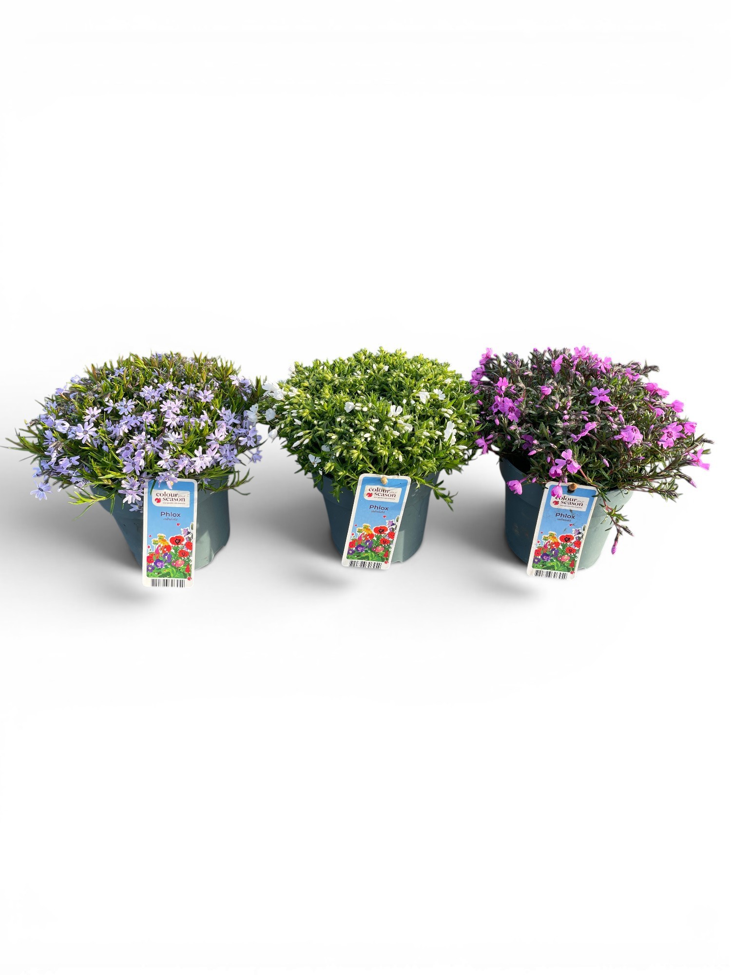 Phlox Subulata Fabulous Mixlaag