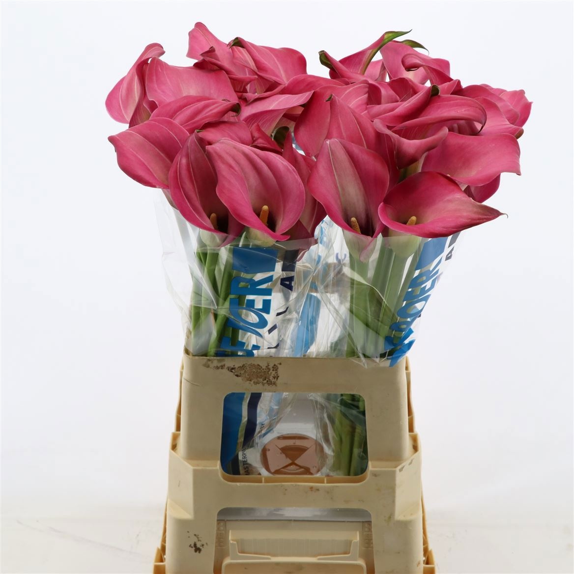 Calla Zazu 65cm