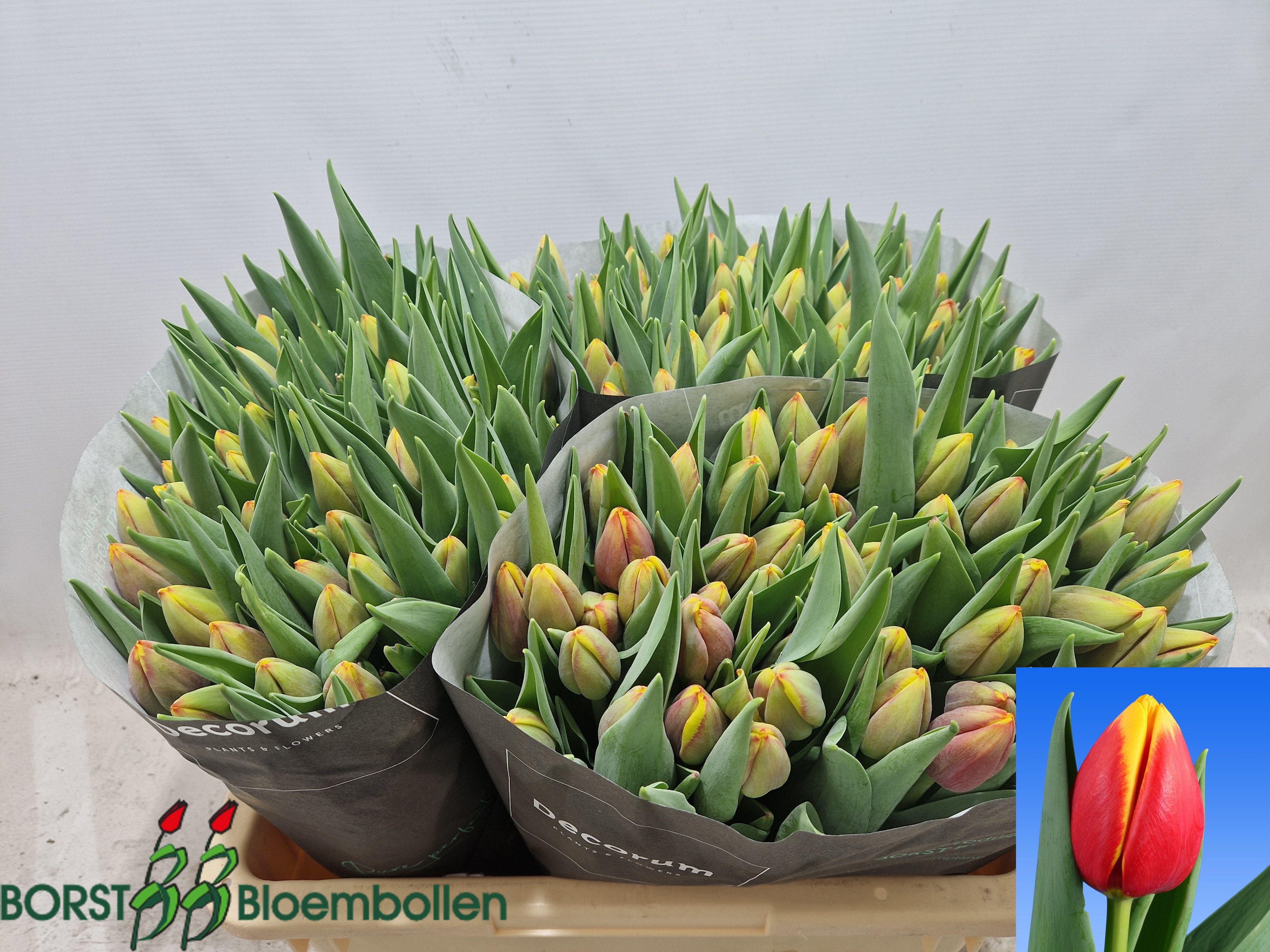 Tulipa Rambo 46cm 56gram